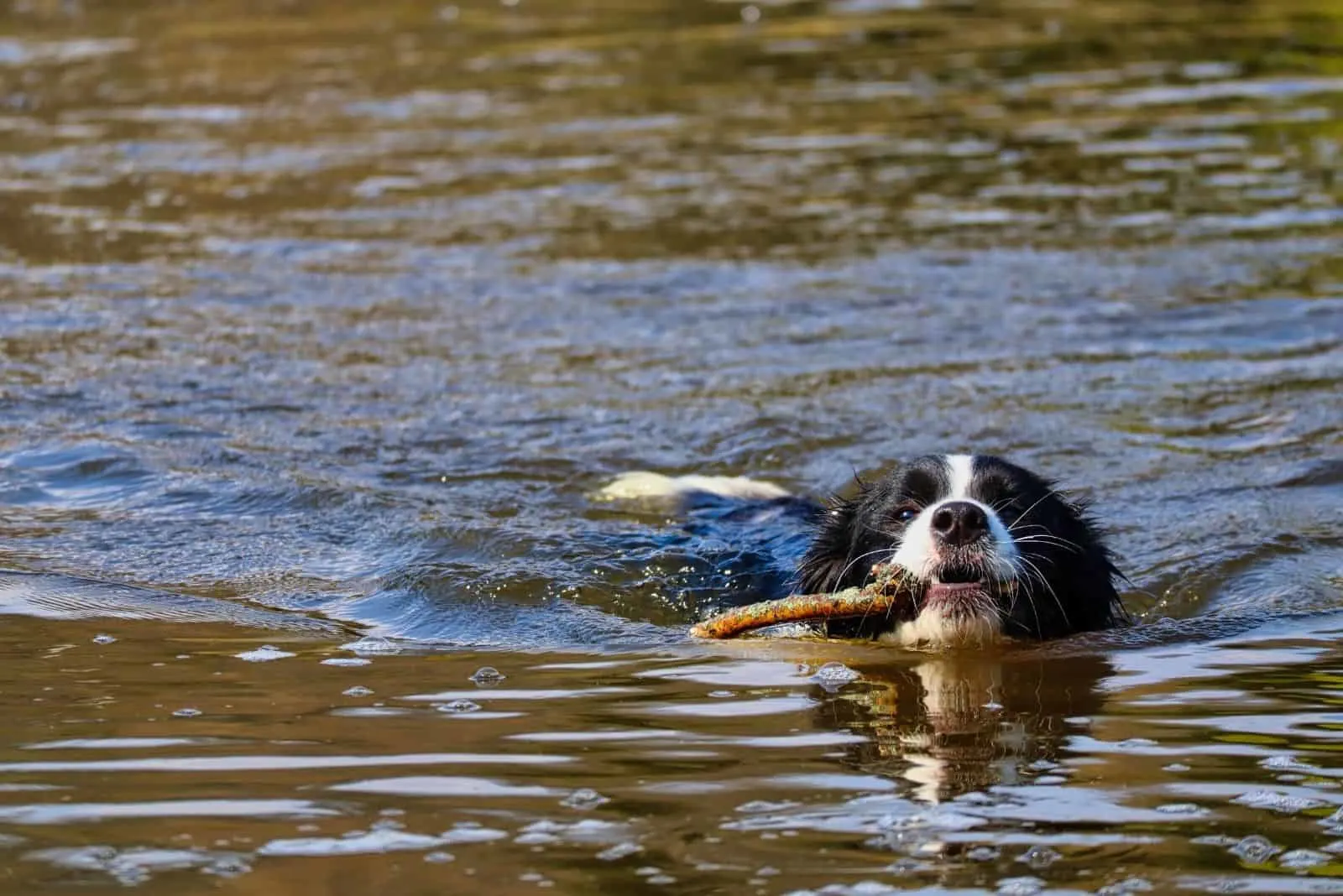 are border collies good swimmers