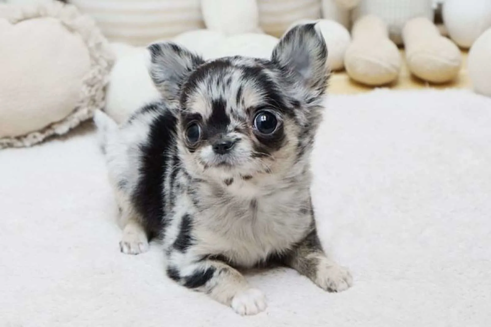 can you breed two merle chihuahuas