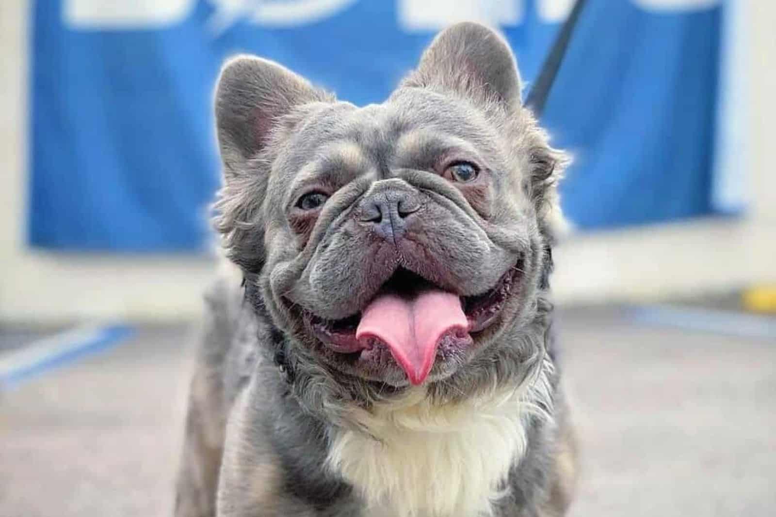 What Is A Long Haired French Bulldog 