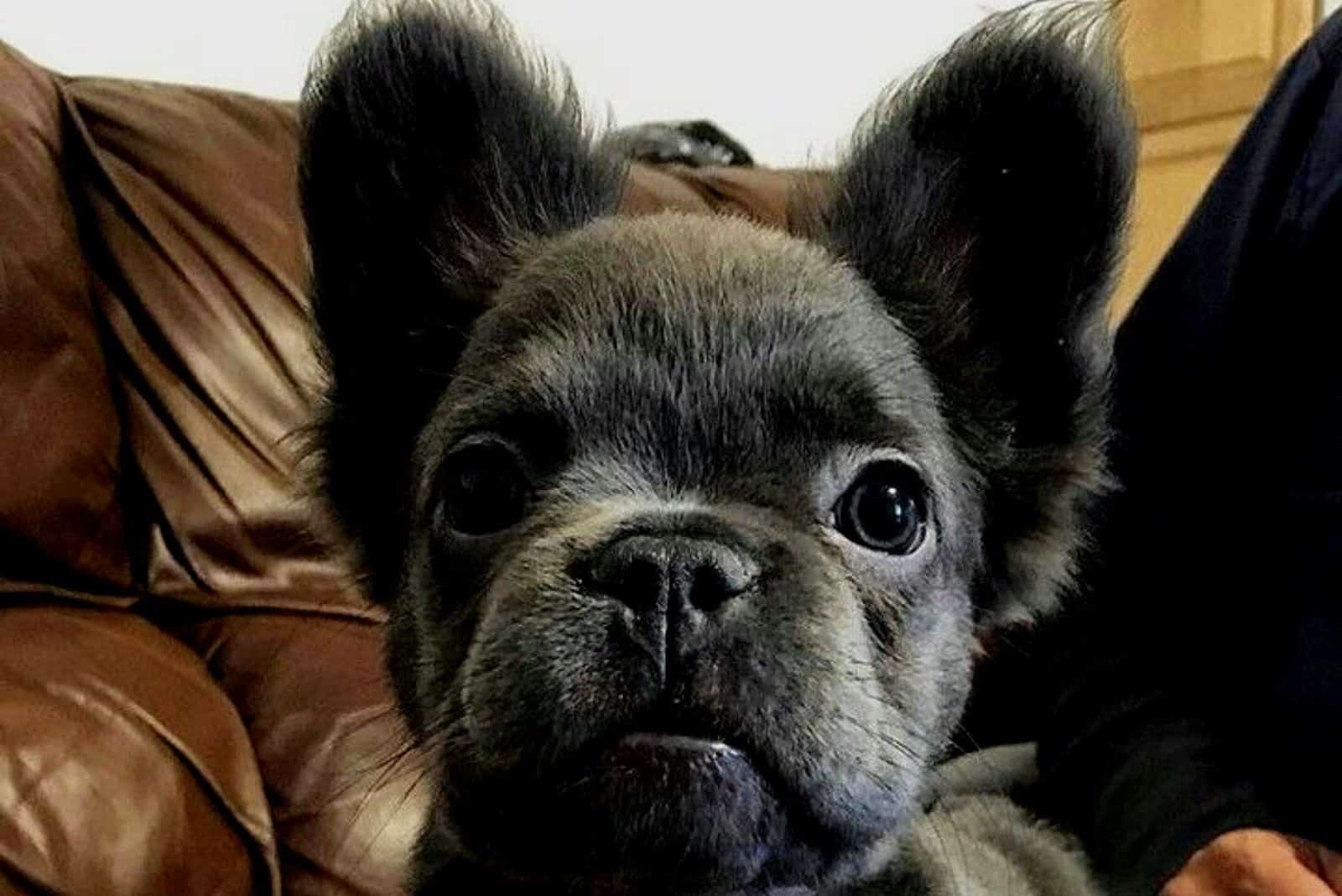 What Is A Long Haired French Bulldog 