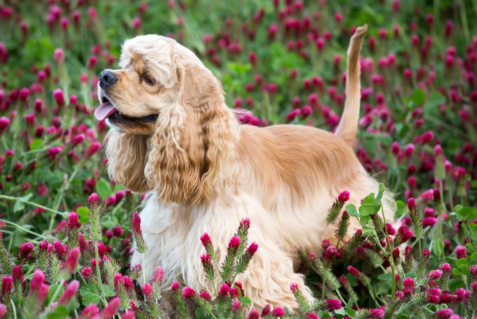 English Vs American Cocker Spaniel How Different Are They