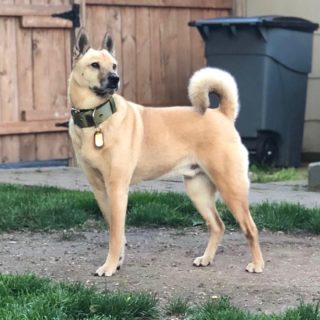 Shiba Inu German Shepherd Mix Everything You Need To Know