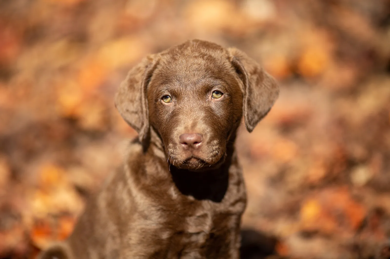 The Best Chesapeake Bay Retriever Breeders In U S