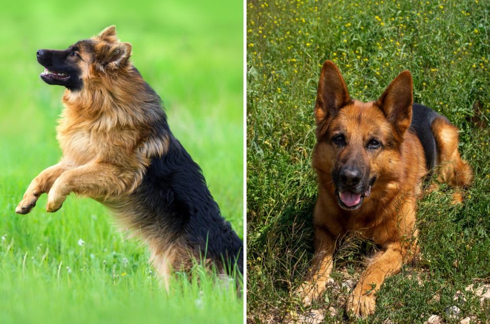 Long Haired German Shepherd Vs Short Haired Which Is Better