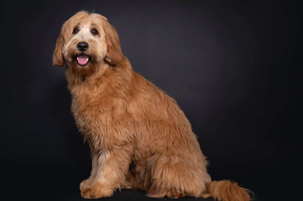 The Ultimate Guide To Straight Hair Labradoodles