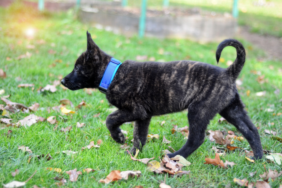 Dutch Shepherd Breeders With An Outstanding Reputation