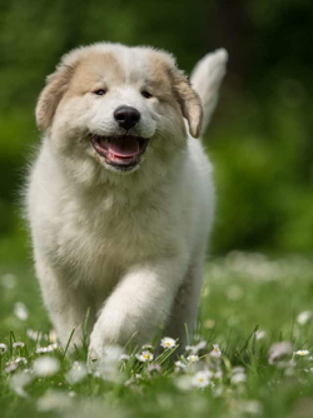 Great Pyrenees Dew Claws Issues That Come With Them Pupvine