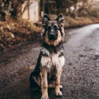 a German Shepherd sits on the road