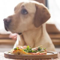 dog turned his head away from the food