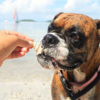 the dog eats the shell