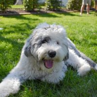 a beautiful mini sheepadoodle resting on the grass