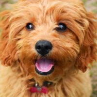 Cute Cavapoo puppy dog sitting