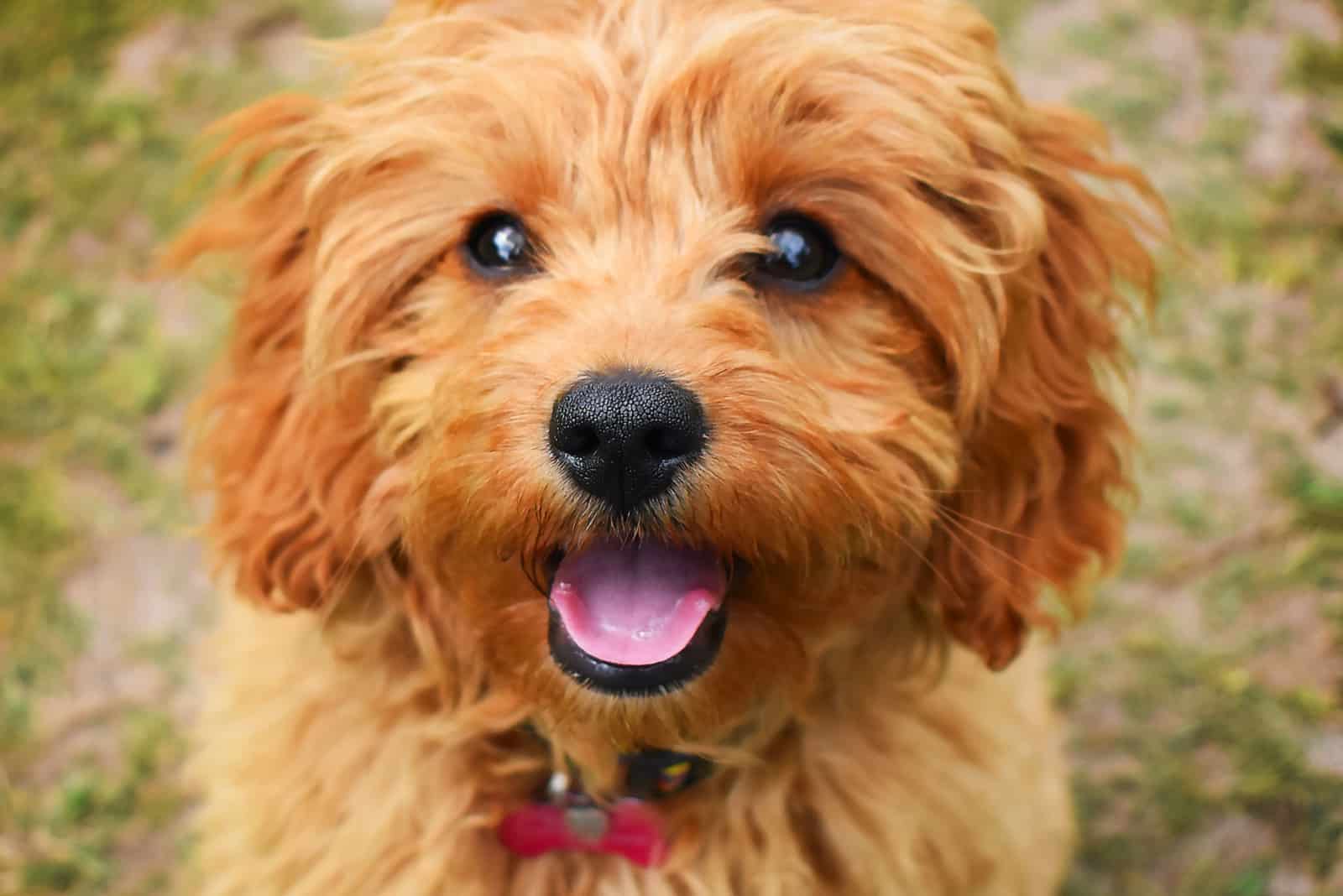 7 Reasons Why The F1B Cavapoo Should Be Your Fur Ever Friend 