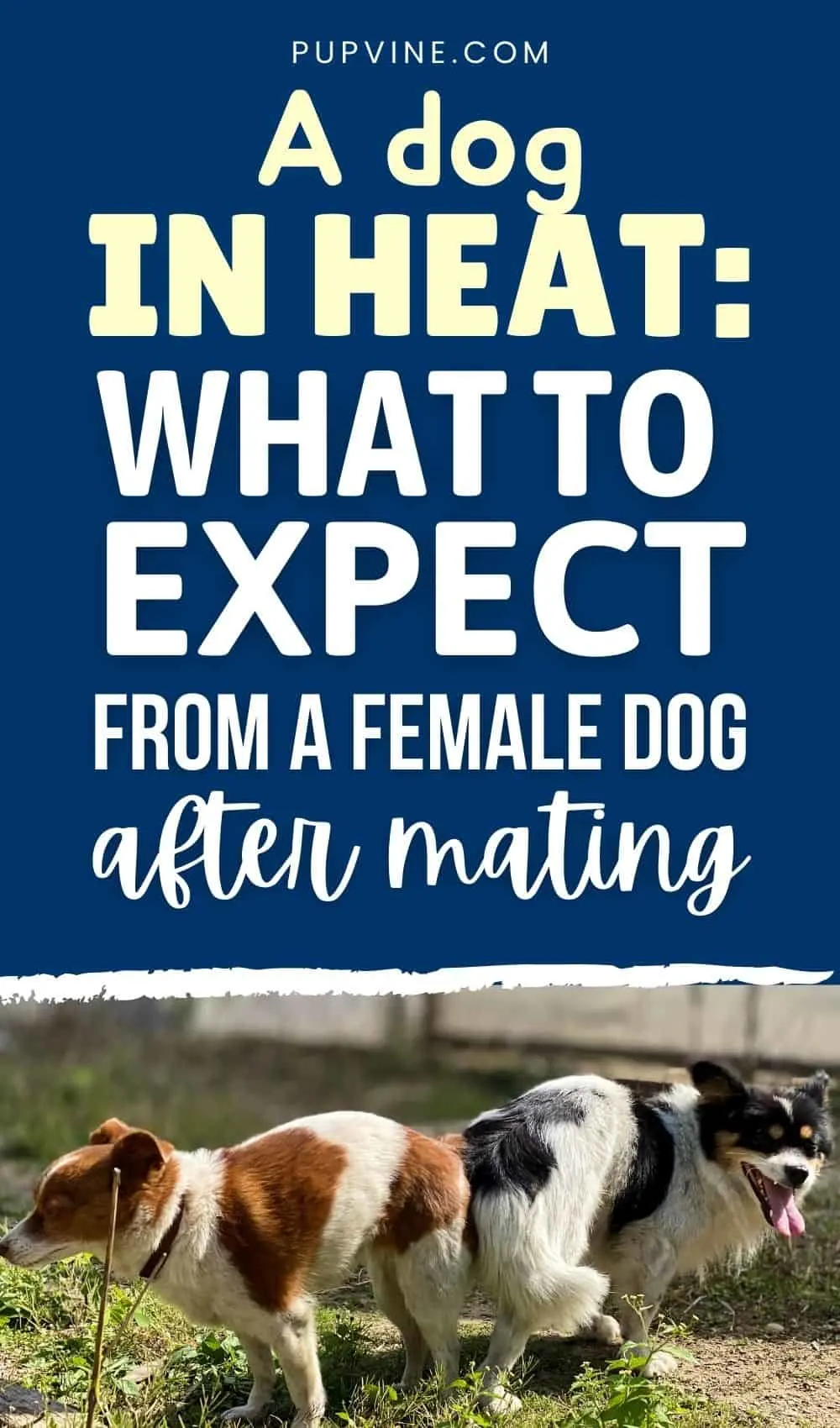 How Do You Know If A Dog Mating Is Successful