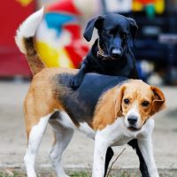 a dog climbing on top of another dog outdoors