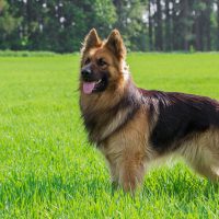 German Shepherd dog outside on grass