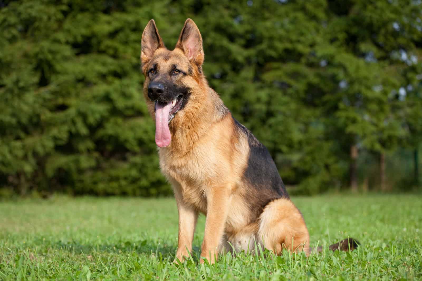 how bad do german shepherds shed