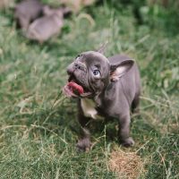 adorable puppy french bulldog