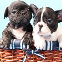 two puppy french bulldogs with black and white color inside a basket