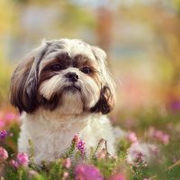 Shih tzu is sitting in a field of flowers