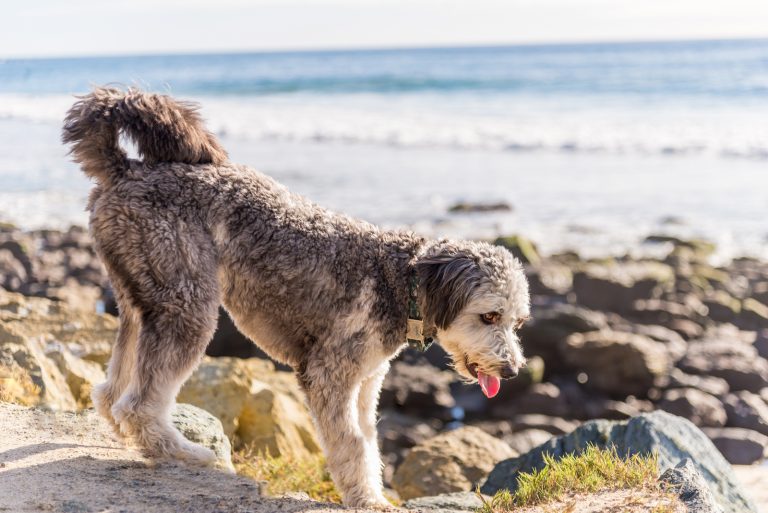 do aussiedoodles shed? a groomer's guide for beginners