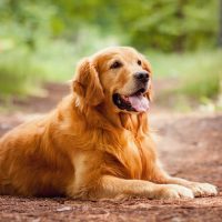 a golden retriever lies in the woods