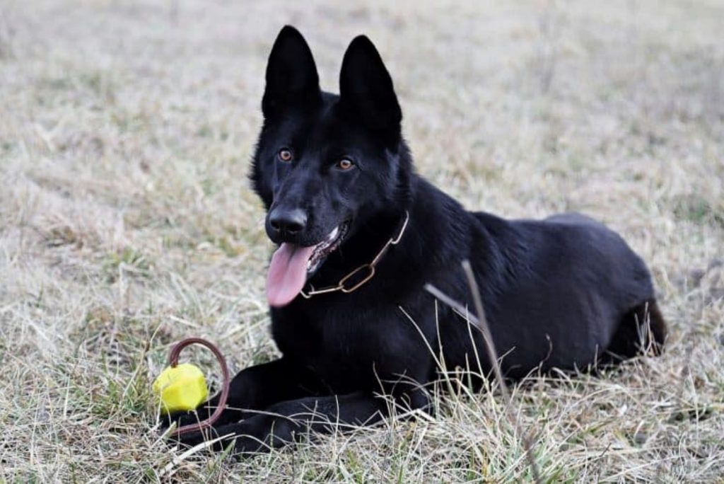 The Blue Bay Shepherd: The Wolf-Like New Breed Explained