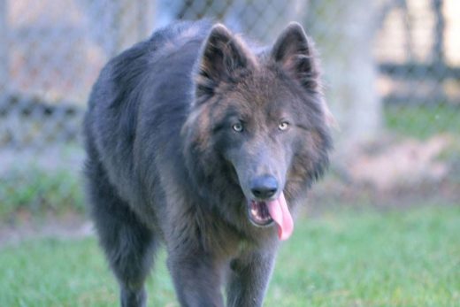 Blue Bay Shepherd: The Mysterious Wolf-Like Beauty