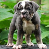 the adorable English Bulldog puppy stands