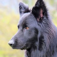 blue german shepherd in a sideview on focus with a blurred outdoor background