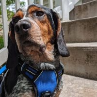 regal blue tick beagle contemplating world by the stairs