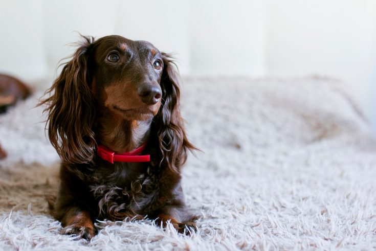 How Much Do Dachshunds Shed? Grooming And Care Overview