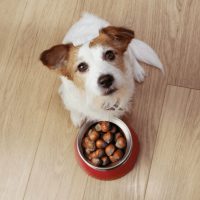 Jack Russell sits next to a chestnut pot and looks up