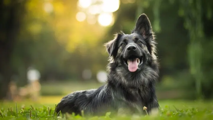 are edamame beans good for dogs