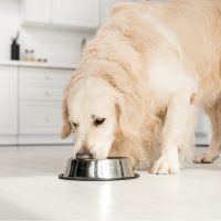 golden retriever eating dog food from metal bowl in kitchen