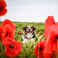 dog is sitting in a poppy field