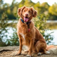 Ein schöner brauner Hund sitzt am Ufer des Sees