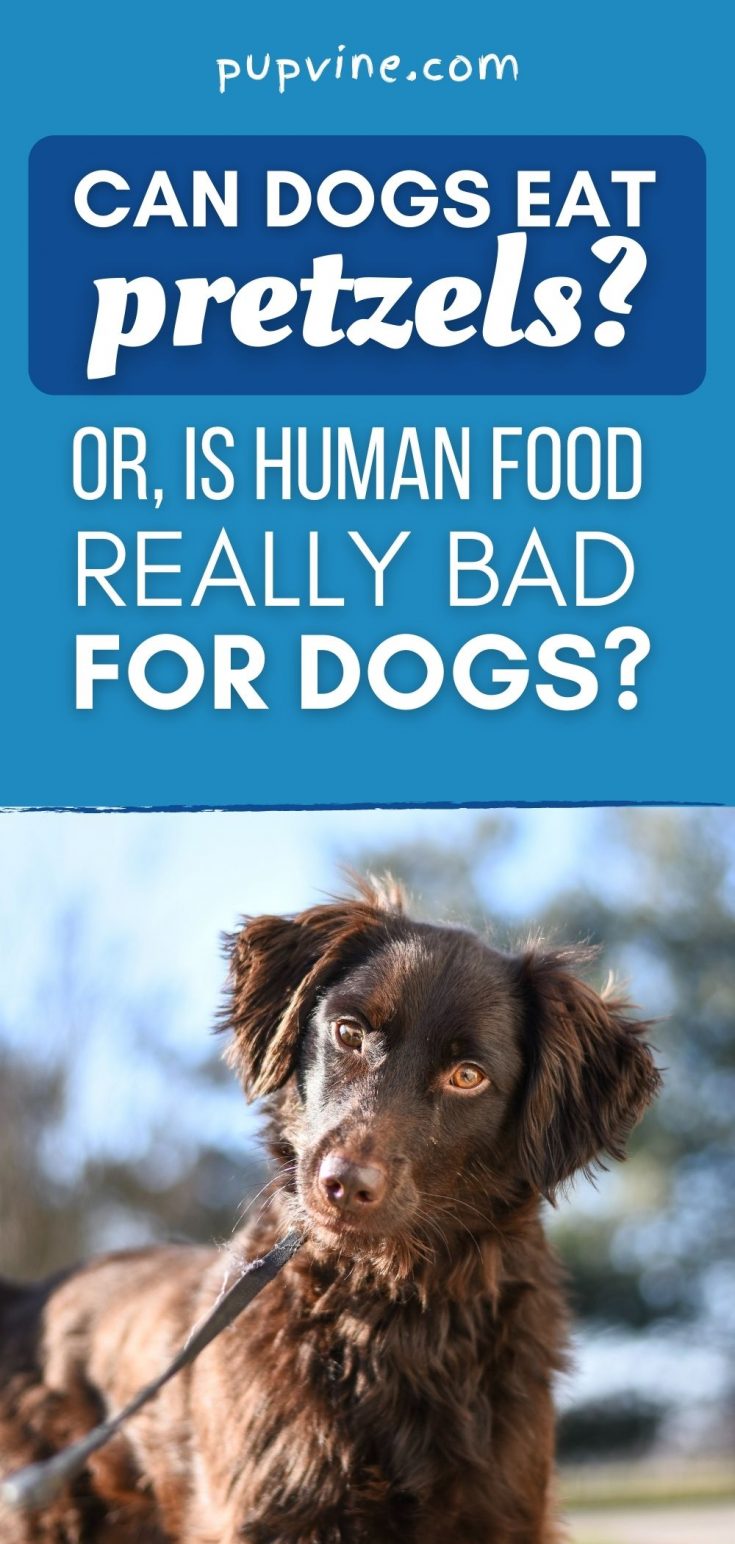 Can Dogs Eat Pretzels? Danger Of Human Food For Dogs