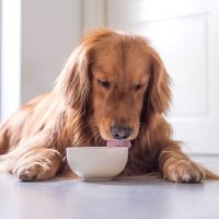 golden retriever eats