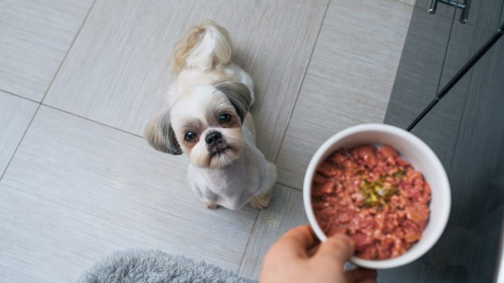 does spicy food hurt dogs