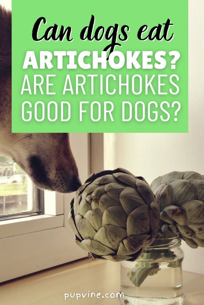 Can Dogs Eat Artichokes? Are They Good For Dogs?