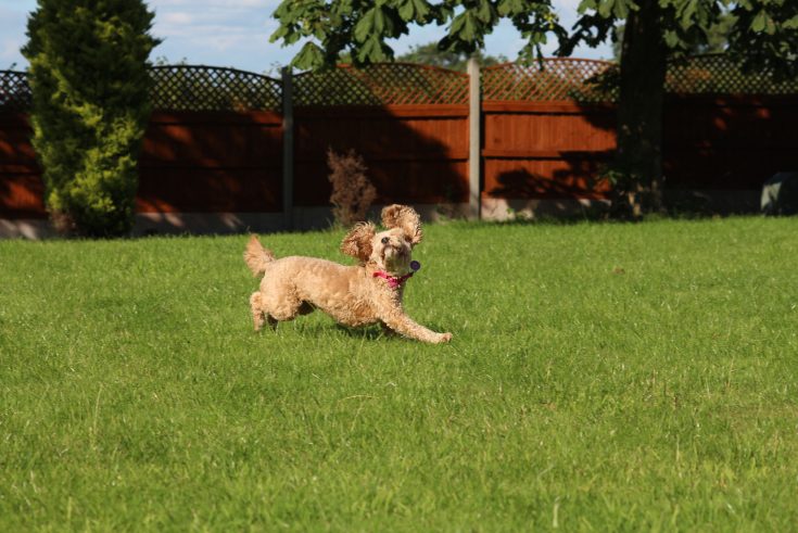 7 Reasons Why The F1B Cavapoo Should Be Your Fur-ever Friend