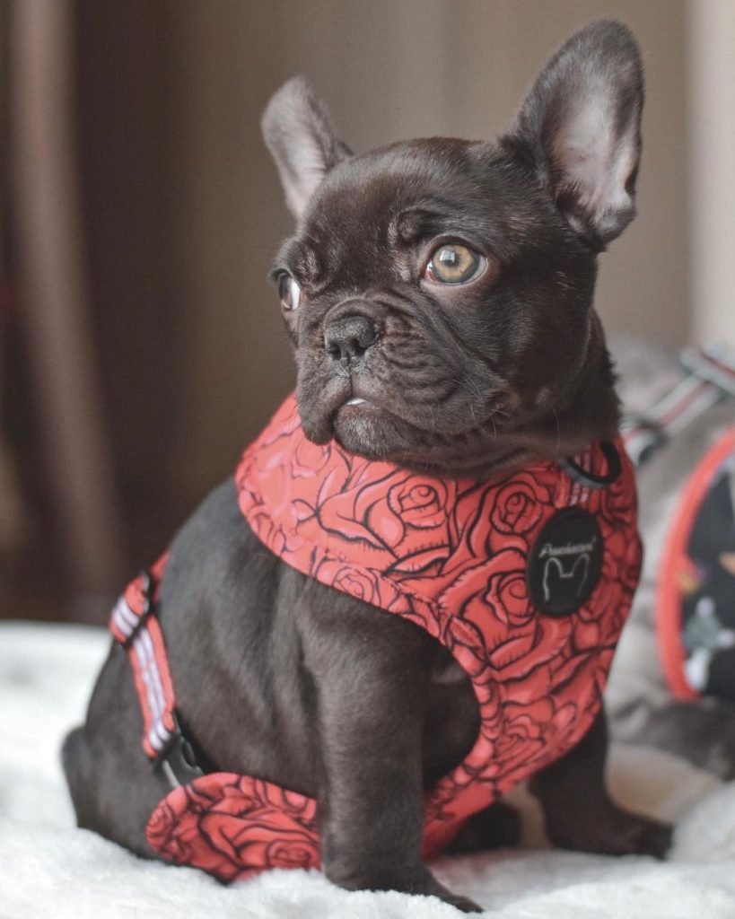 Chocolate French Bulldog: All On This Rare Coat Color