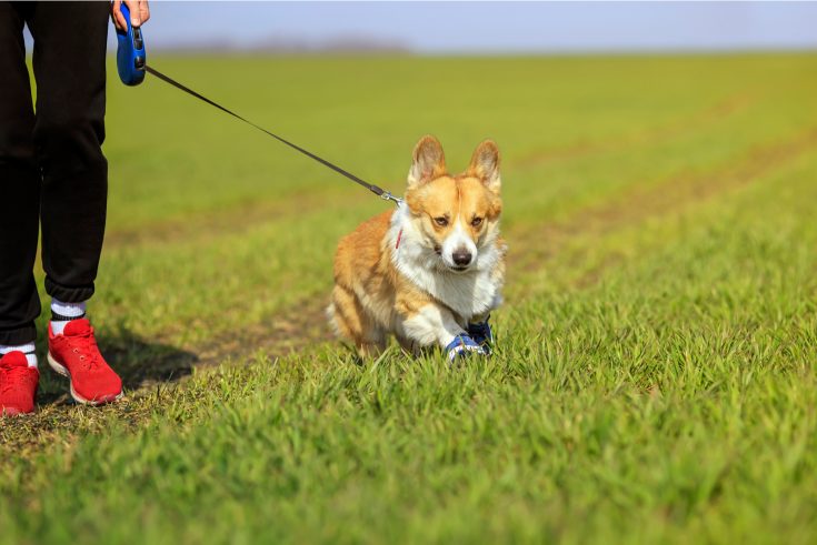 Teacup Corgi: Why Is It So Small And Cute?