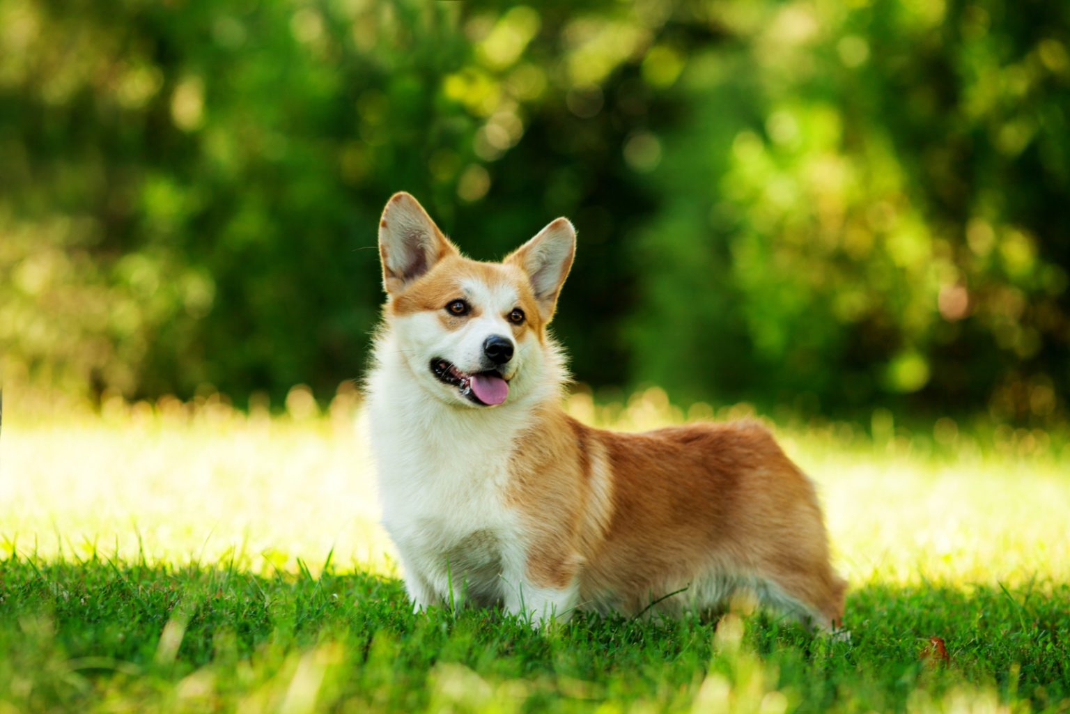 Are Corgis Hypoallergenic? 9 Things You Need To Know