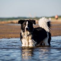 Border Collies stands in the water