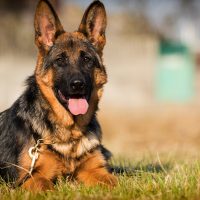 German shepherd lying on the grass