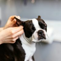 a woman cleans the ear of a French bulldog