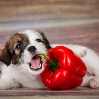 the little dog holds the pepper in his mouth