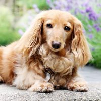 a beautiful english cream dachshund lying on the floor outdoors